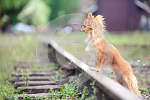 Small sad russet dog waiting on the railroad