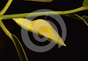 Small Salmon Arab Colotis fausta Butterfly