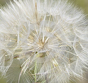 Small Salsify Seed Clock