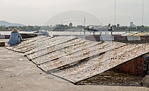 Small salted fish dried under the sunlight Danang, Vietnam 2016