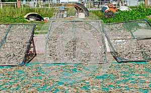 Small salted fish dried under the sunlight Danang, Vietnam 2016