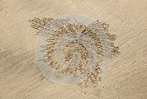 A small sand crab nest