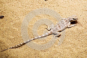 A small sand lizard hiding in the desert with camouflage skin