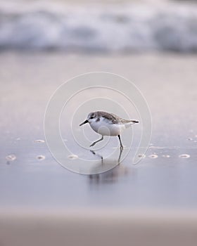 Small sanderling wading seabird (Calidris alba) looking for food as the tide recedes on the beach