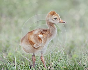 Small Sandhill Crane Chick