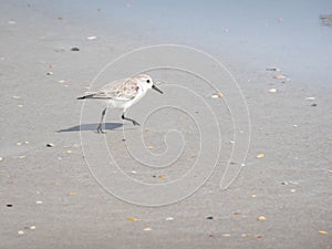 Small sandpiper on a beach