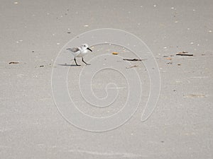 Cute Small sandpipper