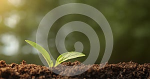 Small sapling plant sprouting in dirt, growing and thriving in rays of sunlight