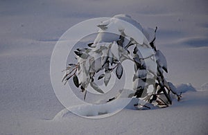 A small sapling weighed down by snow. photo