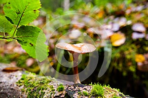 Small saprotrophic mushroom on fallen tree