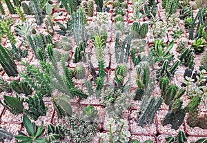 Small saquaro cactus