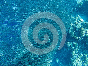 Small sardine carousel in coral reef shore. Massive fish school underwater photo. Pelagic fish school swim in seawater