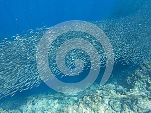 Small sardine school in open sea water. Massive fish school underwater photo. Pelagic fish school swimming in seawater