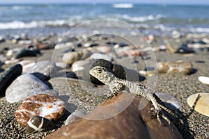 Small saurian (Close-up) on the sea shore