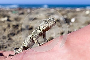 Small saurian (Close-up) on the sea shore