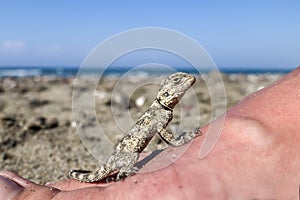 Small saurian (Close-up) on the sea shore