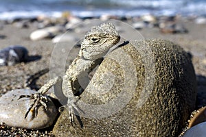 Small saurian on the sea shore