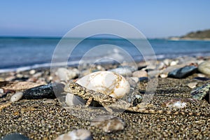 Small saurian on the sea shore