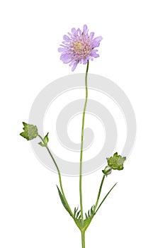 Small scabious (Scabiosa columbaria)