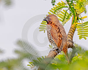 Small, Scaly-breasted Munia bird perched atop a thin, brown tree branch in a natural outdoor setting