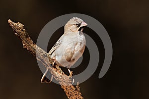 Scaly-feathered weaver perched on a branch