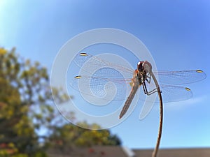 Small Scarlet Dragonfly