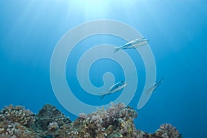 Small school of Bigeye emperorfish with sunrays.