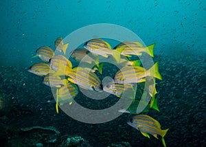 Small school of bluebanded snappers