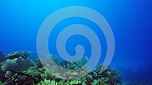 Small school of tarpon in Jardin de la Reina, Cuba