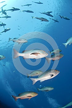 Small school of tropical Twinspot snapper.