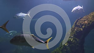 Small School of Tuna Fish Swims near the Underwater Rock. Tuna fish close-up