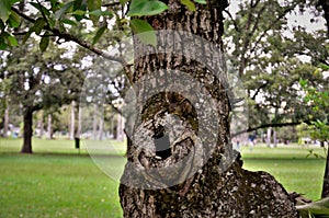 A small Sciuridae on a tree trunk in the park