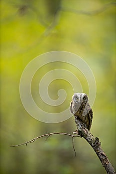 Small scops owl on a branch in autumnal forest