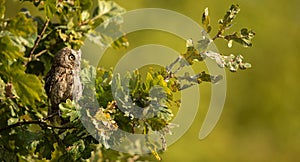 Small scops owl on a branch in autumnal forest