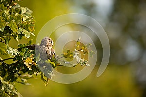 Small scops owl on a branch in autumnal forest