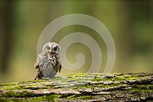 Small scops owl on a branch in autumnal forest