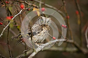 Small scops owl on a branch in autumnal forest