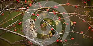 Small scops owl on a branch in autumnal forest