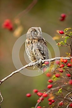 Small scops owl on a branch in autumnal forest