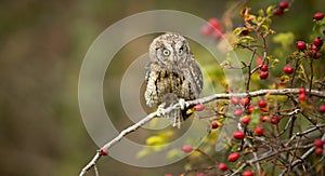 Small scops owl on a branch in autumnal forest