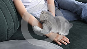 A small Scottish fold kitten plays with the hands of its owner sitting on the sofa.