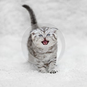 Small scottish fold kitten posing on white background