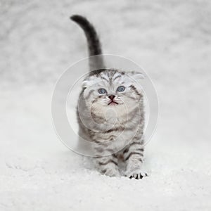 Small scottish fold kitten on white blur background