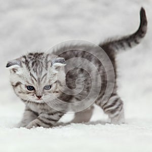 Small scottish fold kitty posing on white background