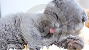 A small Scottish gray cat is cleaning itself by licking its fur while lying on the bed.