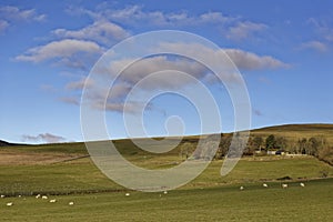 A small Scottish Hill Farm protected from the wind by trees and a stone wall overlooking their flock of sheep