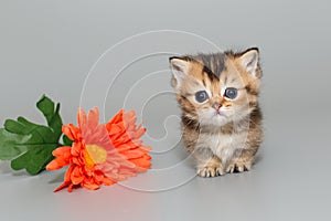 Small Scottish kitten and a flower