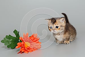 Small Scottish kitten and a flower