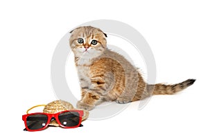 Small Scottish kitten of golden color and vacation accessories