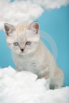 Small Scottish kitten with raised ears and sad eyes looks down.